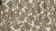 Beetle Leaf Print