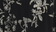 Black Botanical Print