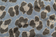 Blue Leopard