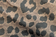 Brown Leopard