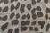 Grey Leopard