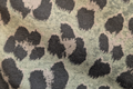 Khaki Leopard