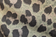 Khaki Leopard