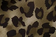 Leopard Khaki