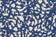 Oceana Graphic