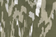 Olive Animal
